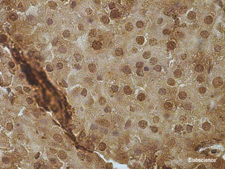 PCNA Monoclonal Antibody Reactivity Zebrafish
