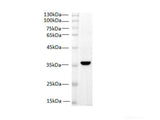 PCNA Monoclonal Antibody Reactivity Zebrafish