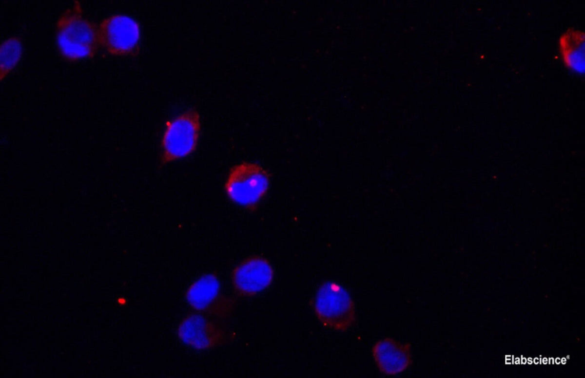 GAPDH Monoclonal Antibody Reactivity Human