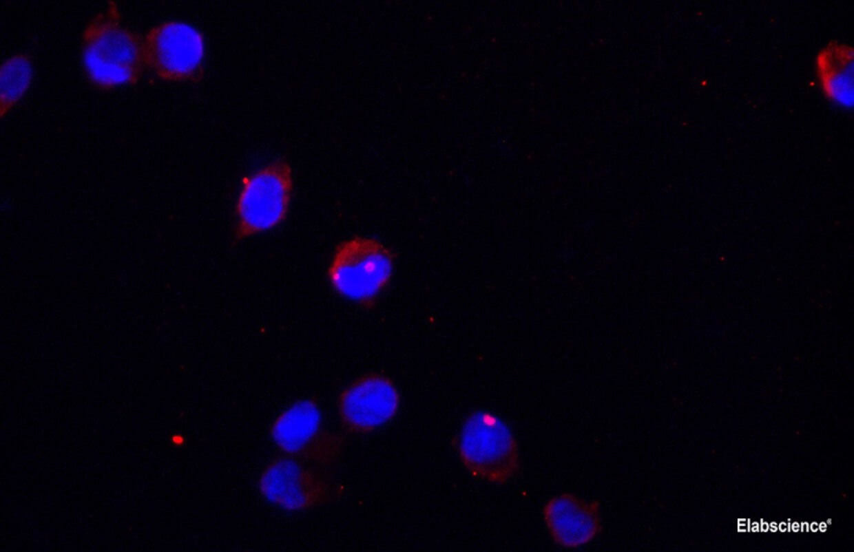 GAPDH Monoclonal Antibody Reactivity Human