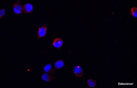 GAPDH Monoclonal Antibody Reactivity Human