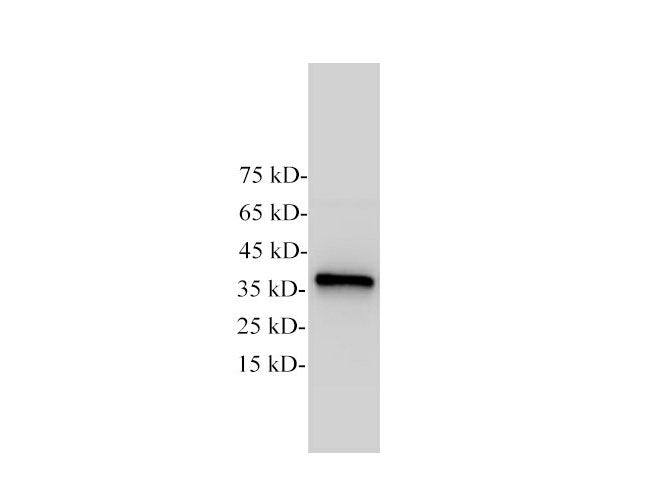 GAPDH Monoclonal Antibody Host Mouse