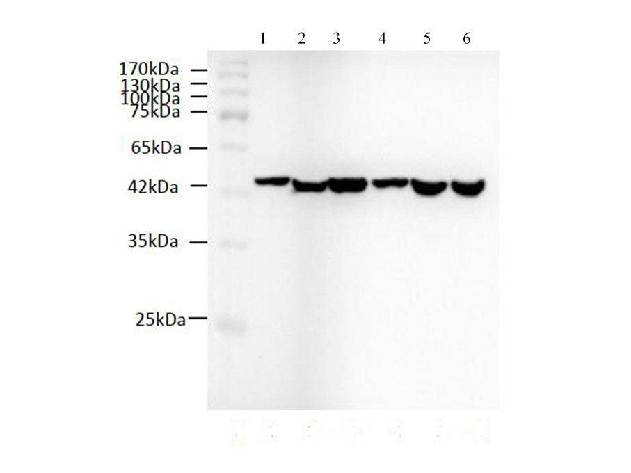 beta actin Monoclonal Antibody