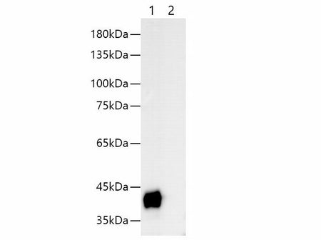 S-tag Monoclonal Antibody Reactivity All