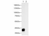 S-tag Monoclonal Antibody Reactivity All