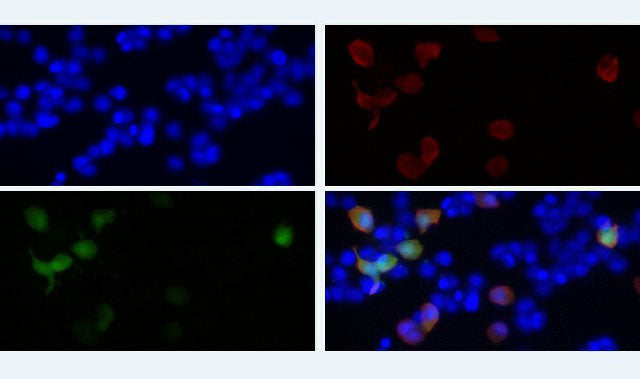 HA-Tag Monoclonal Antibody Host Mouse