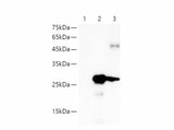 HA-Tag Monoclonal Antibody Host Mouse