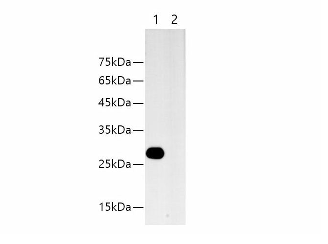HA-Tag Monoclonal Antibody Host Mouse
