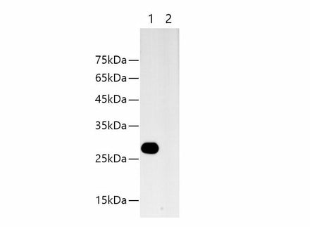 HA-Tag Monoclonal Antibody Host Mouse