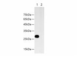 HA-Tag Monoclonal Antibody Host Mouse