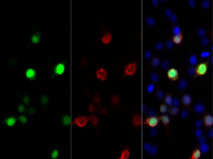 HA-Tag Monoclonal Antibody Reactivity All