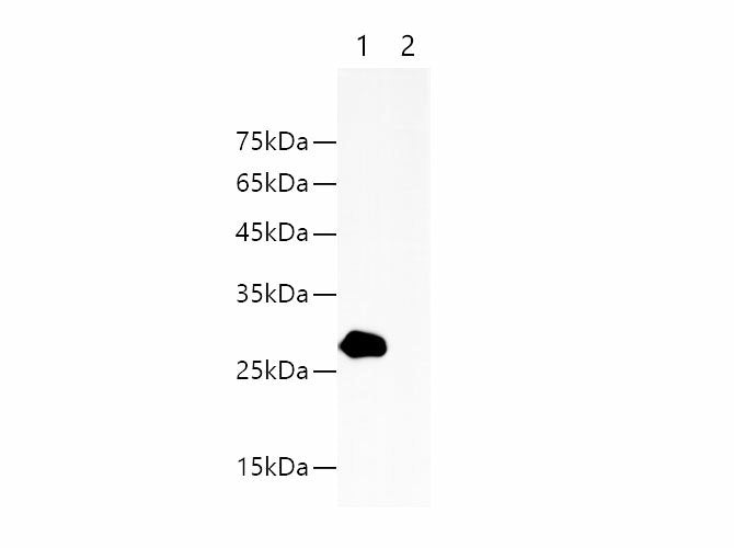 HA-Tag Monoclonal Antibody Reactivity All