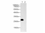 Myc-Tag Monoclonal Antibody Reactivity All