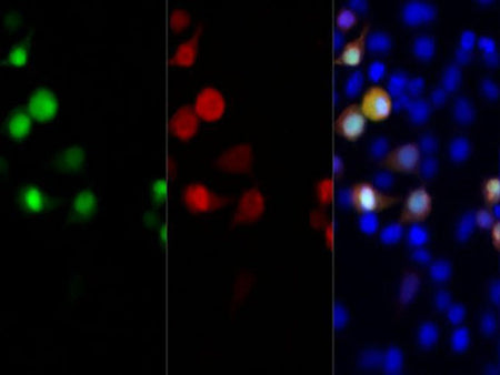 Myc-Tag Monoclonal Antibody Host Rabbit