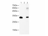 Myc-Tag Monoclonal Antibody Host Rabbit