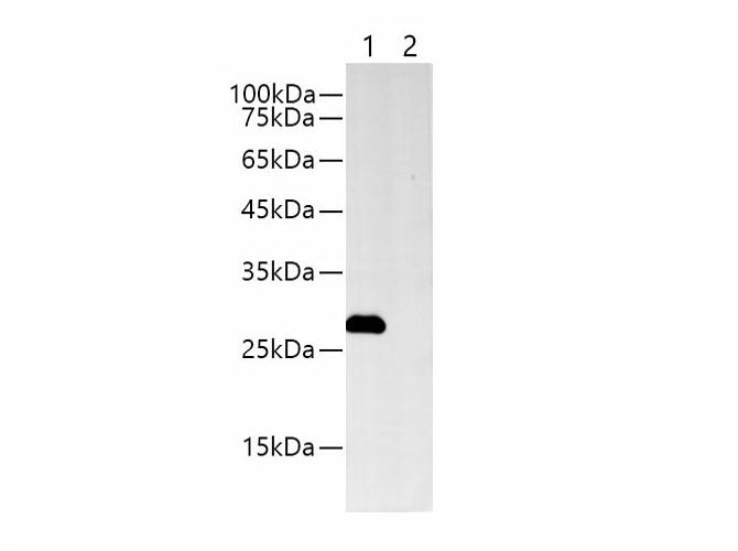 Myc-Tag Monoclonal Antibody Host Rabbit