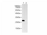 Myc-Tag Monoclonal Antibody Host Rabbit
