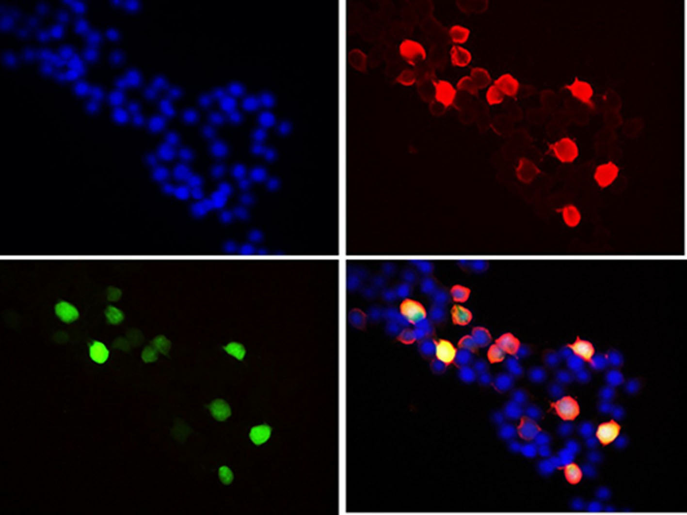 Flag-Tag Monoclonal Antibody Host Mouse