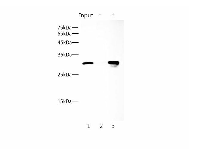 Flag-Tag Monoclonal Antibody Host Mouse
