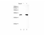 Flag-Tag Monoclonal Antibody Host Mouse