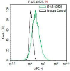 Flag-Tag Monoclonal Antibody Host Mouse