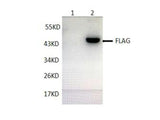 Flag-Tag Monoclonal Antibody Host Mouse