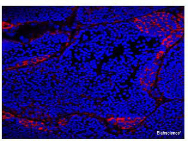 VASA Monoclonal Antibody Reactivity Gibel carp