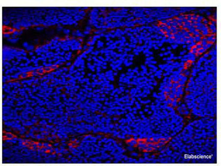 VASA Monoclonal Antibody Reactivity Gibel carp