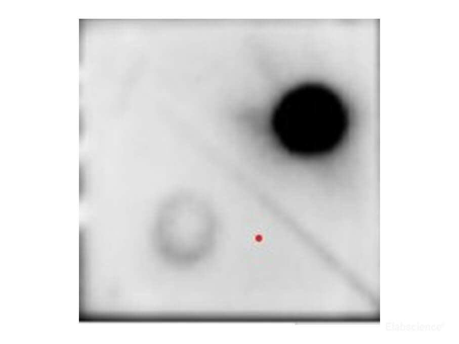 m6A Monoclonal Antibody