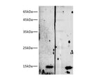 Streptavidin Monoclonal Antibody