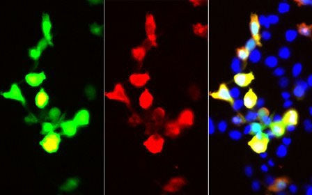 GFP Monoclonal Antibody Reactivity All