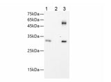 GFP Monoclonal Antibody Reactivity All
