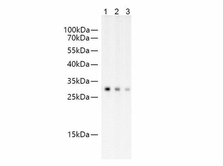 GFP Monoclonal Antibody Reactivity All