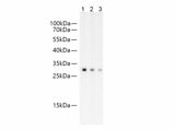 GFP Monoclonal Antibody Reactivity All