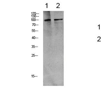 Phospho-EEF2 (Thr56) Polyclonal Antibody