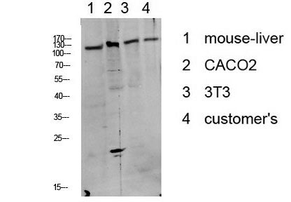 Phospho-DDR1 (Tyr513) Polyclonal Antibody