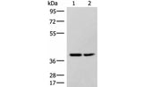 HPDL Polyclonal Antibody
