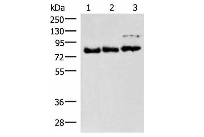FOXK2 Polyclonal Antibody Host Rabbit