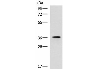 USP50 Polyclonal Antibody