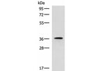 USP50 Polyclonal Antibody