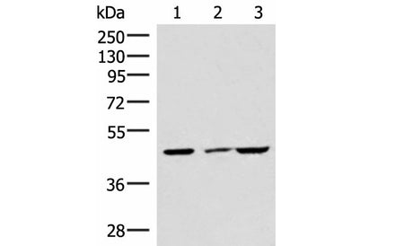 IP6K2 Polyclonal Antibody Reactivity Rat