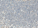 IFNA2 Polyclonal Antibody Host Rabbit