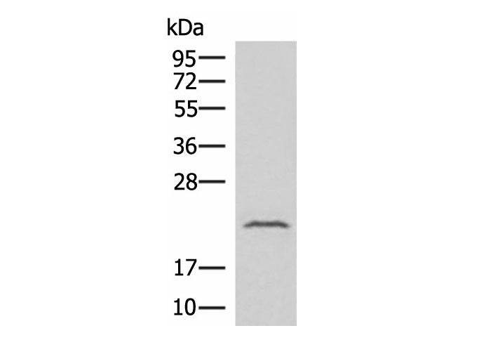 IFNA8 Polyclonal Antibody