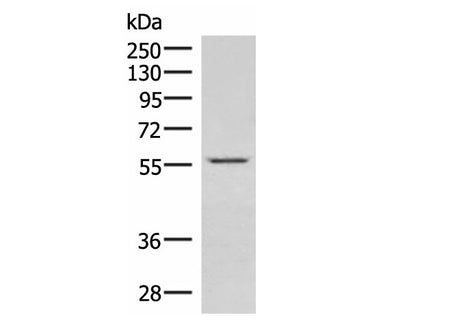 IPPK Polyclonal Antibody Reactivity Rat