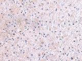 IRX2 Polyclonal Antibody Reactivity Human