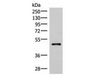 IRX2 Polyclonal Antibody Reactivity Human
