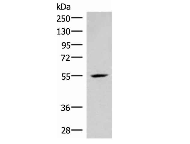 IRX4 Polyclonal Antibody Reactivity Mouse