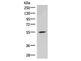 IRX4 Polyclonal Antibody Reactivity Mouse