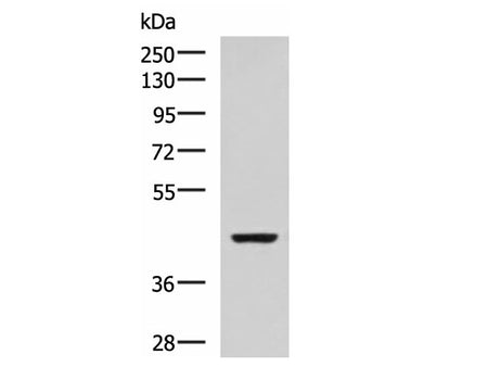 ISL2 Polyclonal Antibody Host Rabbit