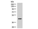 ISL2 Polyclonal Antibody Host Rabbit
